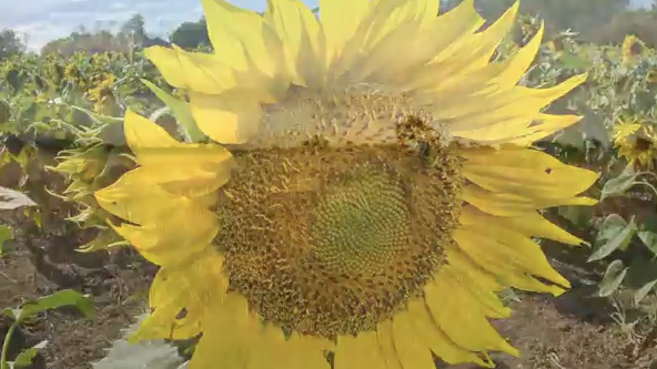 Abundance: radicale verbeteringen in de wereld