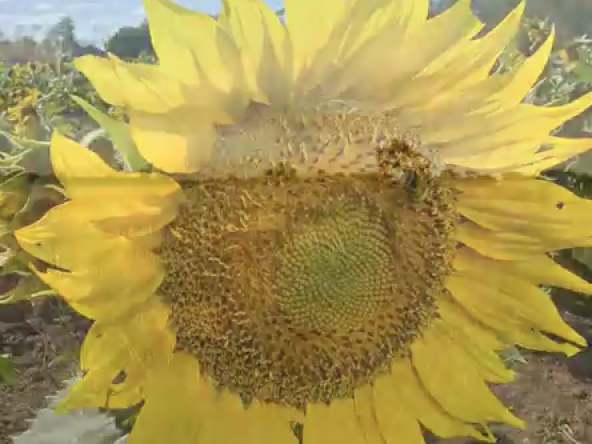 Abundance: radicale verbeteringen in de wereld