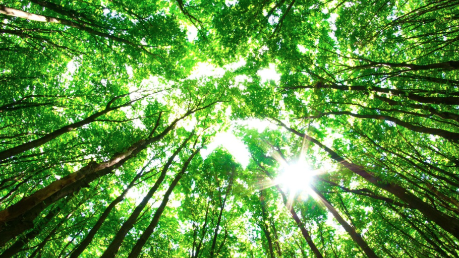 Drones om bomen te planten