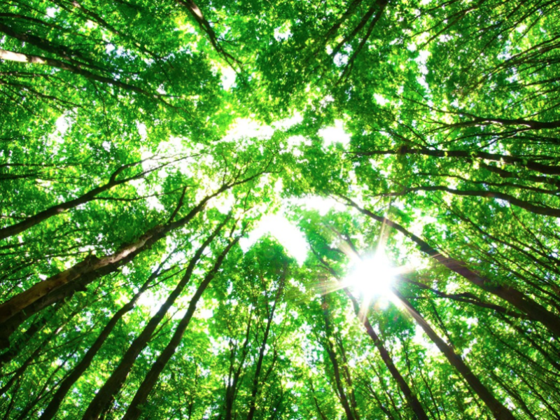 Drones om bomen te planten