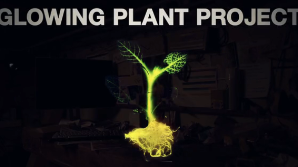 Natuurlijk licht via lichtgevende planten