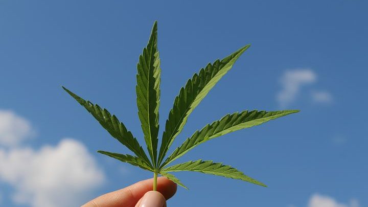 Cannabis: From Illegal Street Drug to Miracle Cure?