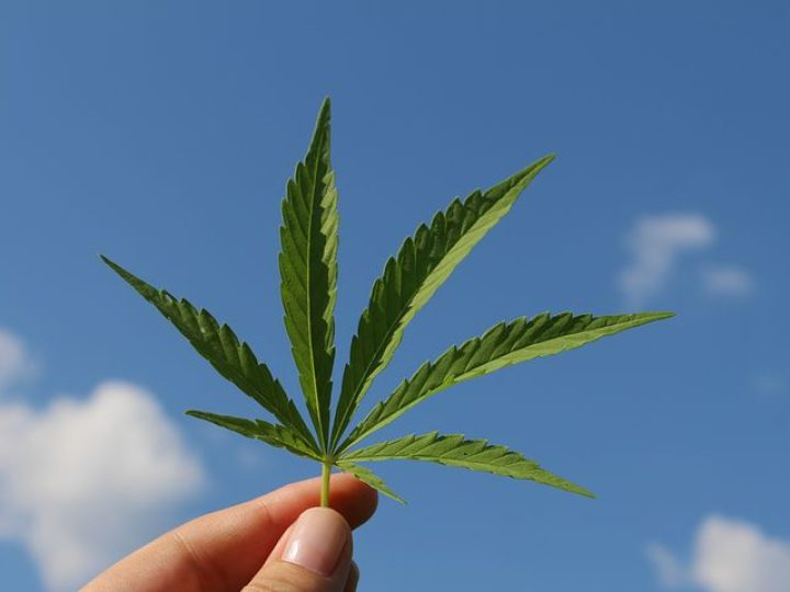 Cannabis: From Illegal Street Drug to Miracle Cure?