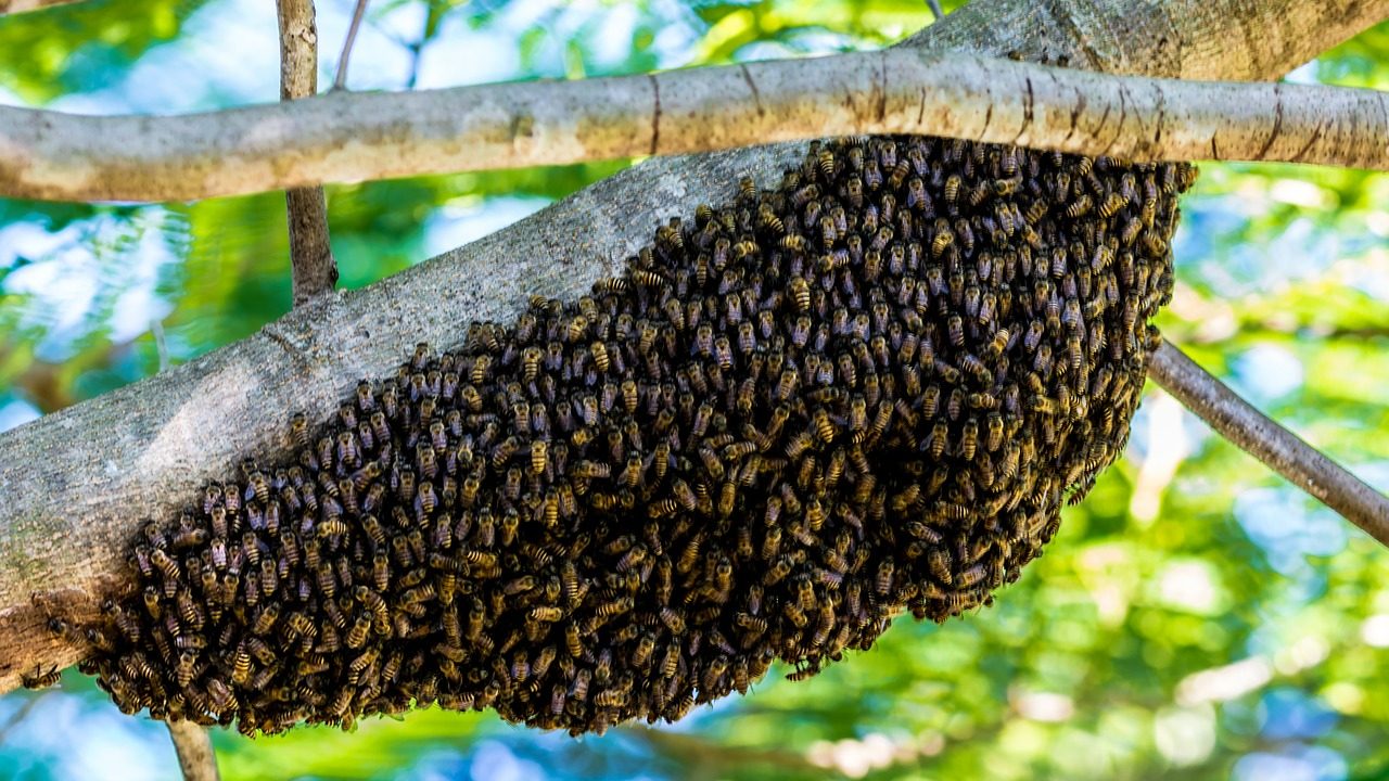 AI-Human Hive Mind: A new Diagnostic Tool for Doctors?