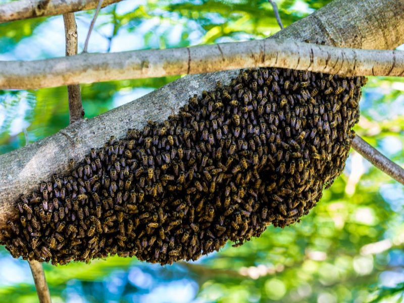 AI-Human Hive Mind: A new Diagnostic Tool for Doctors?