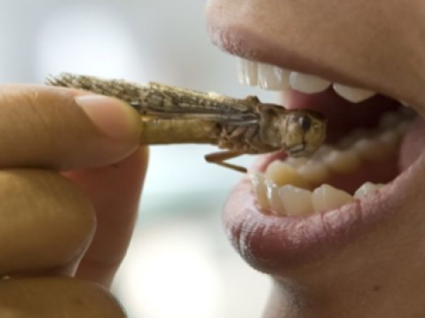 Ga insecten eten!