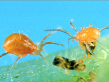 Insecten als natuurlijk bestrijdingsmiddel