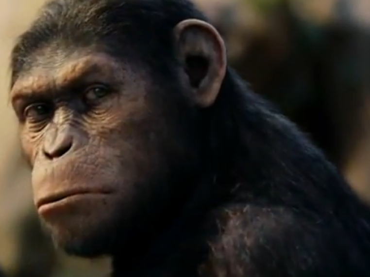 Wetenschap waarschuwt voor 'Planet of apes' scenario's
