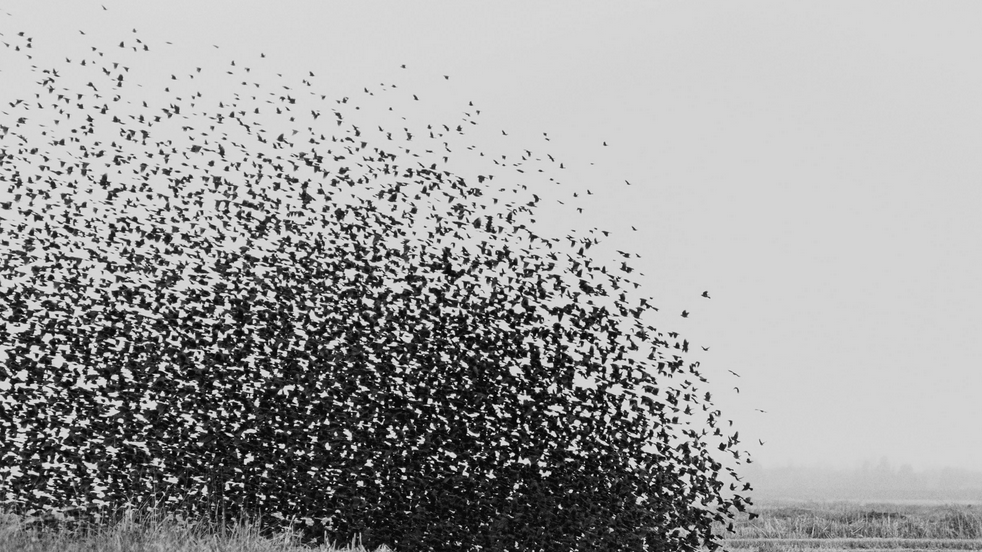 Future security: autonomous swarms