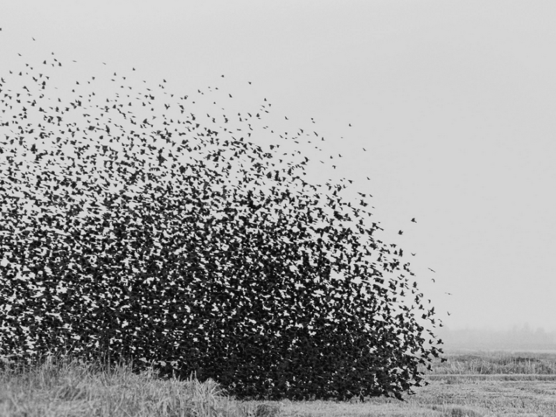Future security: autonomous swarms